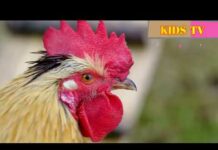 Farm 😍 Familiar &  Wild Animals Funny Sounds Lion, Tiger, Sheep, Hen, cat, Goat Sheep Cow | KIDS TV