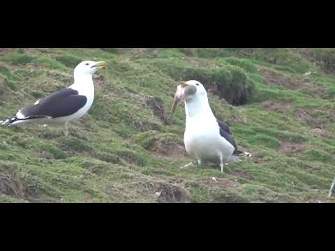 Seagull Swallows a Whole Rabbit on Welsh Island