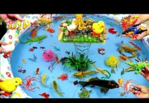 Sea Animals And Cute Animals, Goldfish, Crocodile, Sea Turtle, Black Koi Fish,Octopus,Duck,Clownfish