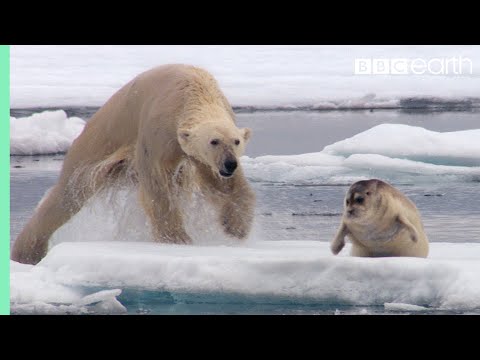 Hungry Polar Bear Ambushes Seal | The Hunt | BBC Earth