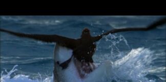 Tiger Shark Attack! | Benedict Cumberbatch Narrates South Pacific | BBC Earth