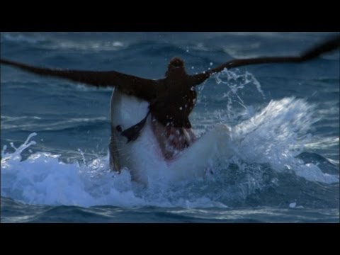 Tiger Shark Attack! | Benedict Cumberbatch Narrates South Pacific | BBC Earth