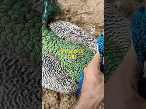 Secret about Peacock, what happened with National Bird #shorts