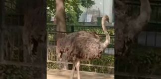Ostrich at Zoo | Animals | Big bird