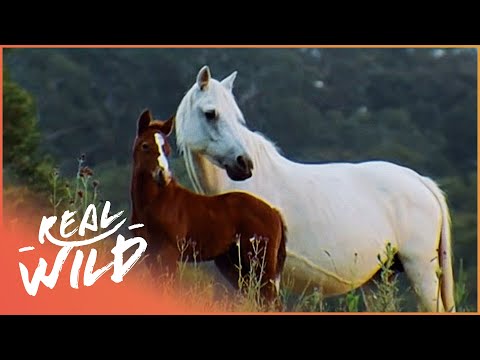 Australia’s Wild Horses And Their Remarkable Story Of Survival | Horse: In The Wild | Real Wild