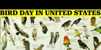 The History of Bird Day in the U.S. and what it means for you!
