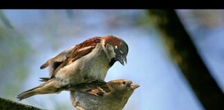 Animal Mating , Bird Mating Dance Compilation