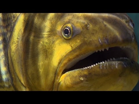 Piranha Feeding Frenzy | Planet Earth | BBC Earth