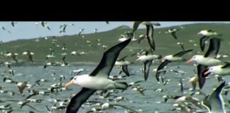World’s Largest Albatross Colony | Blue Planet | BBC Earth