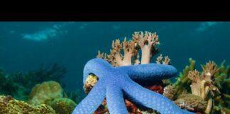 Star fish 4k Amazing Starfish in Undersea Ultra Hd