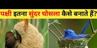 चिड़िया के घोसले | 12 Most Amazing Birds Nests In The World | Chidiya Apna Ghosla Kaise Banati Hai