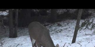 Buck grazing in the snow.