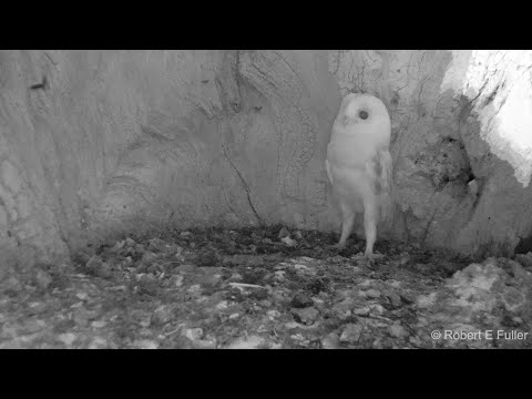 This Barn Owl Baby Just Heard Thunder for the First Time | Discover Wildlife | Robert E Fuller