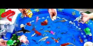 Colorful Cute Animals, Goldfish, Koi Fish, Turtle, Frog, Snake, Squid, Octopus, Starfish, Crab,Shirm
