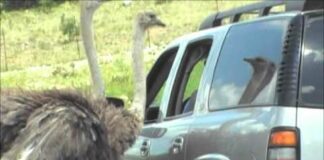 Man grabs ostrich beak!