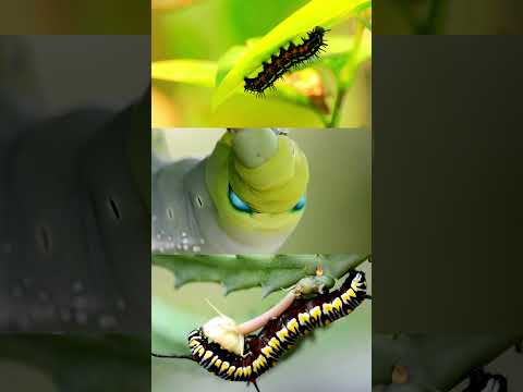 Watch us dig deep. #Caterpillar #Shorts #animals #Nature #shortvideo #viral #viralvideo