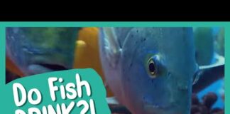 Do Fish Drink? | BBC Earth Kids