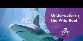 360: Swim with the Sharks at Wild Reef