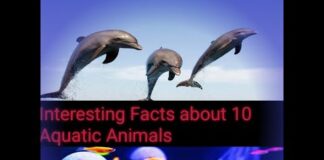 Interesting facts about #Aquatic Animals|| #whales || #starfish || #JellyFish || #Dolphins||#Turtles