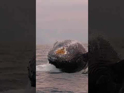 Humpback whale breaching #humpbackwhale #shorts