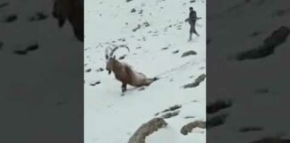 amazing Hunt of snow ibex at gojal Hunza northern area of Pakistan
