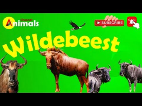 Wildebeest Animals