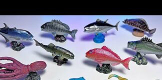 Sea Animals – Bluefin Tuna, Octopus, Trout, Sailfish, Red Sea Bream, Flatfish, Reef Squid, Sea Bass