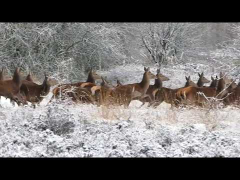 Herd Of Deer Running On Snow