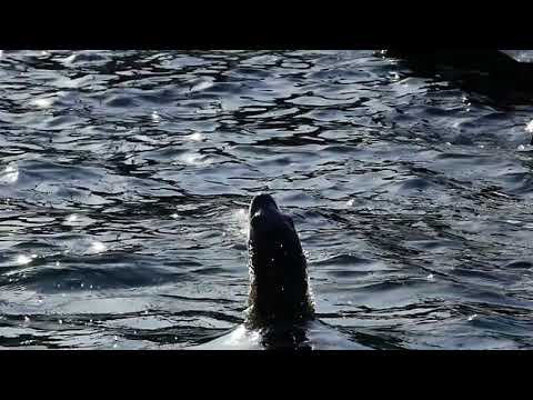 Joyful Seal in Water | Jumping Sealion | Sea lion jumping in water | sea lion jumping out of water