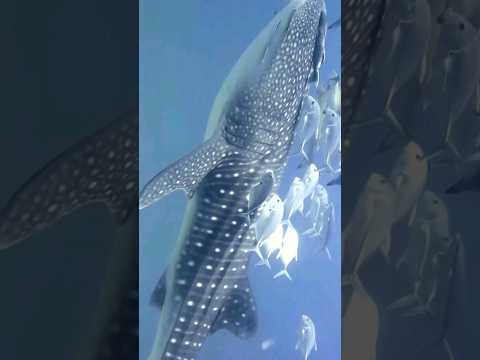 whale sounds #whale #whales #whaleshark #animal #animals #ocean #shortvideo #shorts #viral
