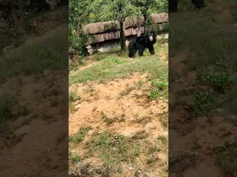 Tirupati zoo park Bear animals