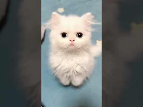 cat cuteness 😘😍❤🤗 #shorts #shortsfeed #viral #cat #pet #animal