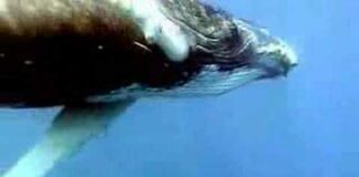 Antarctic Whale Defense video