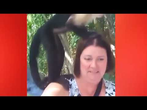 Funny animals || Zoo || Funniest animals || Aww animals || Wow || funny video in Zoo || Fun time