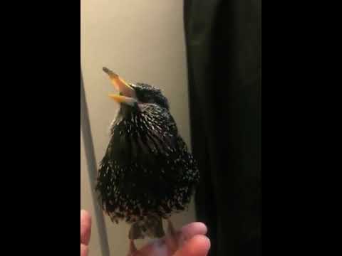 Starlings impersonation skills are incredible! #cute #animal #animals #cuteanimals