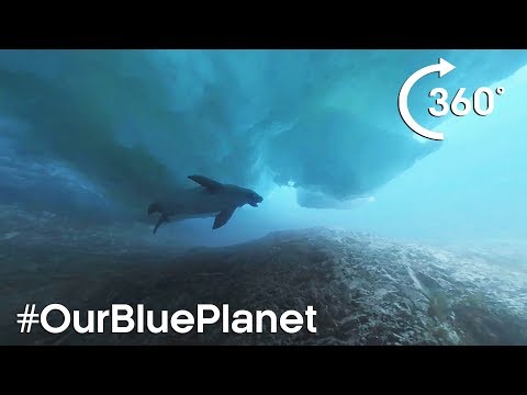 360° Diving Under Icebergs With A Seal In Antarctica #OurBluePlanet – BBC Earth