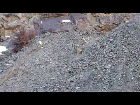 Snow leopard – Ladakh – Mar 2013 – Exodus trek – Steve Terry