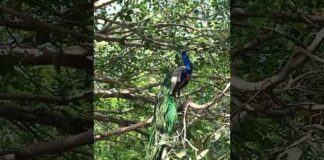 peacock short #nature #youtubeshorts #peacock #viral #birds #shortvideo #shorts #short
