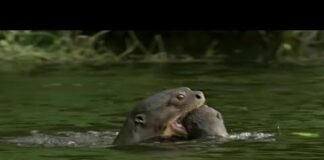 Otter Family Defeats Caiman in an Incredible Fight | BBC Earth