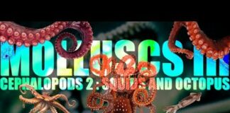 Molluscs III : Cephalopods (part 2) 🦑 Squids and Octopus 🐙