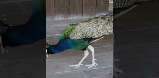FEEDING WILD PEACOCK #shorts #animals #wildlife #beautiful #feeding #peacock #pavo #birds #fyp #yt