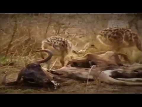 Nat Geo Documentary – Ostrich – Animal Wildlife