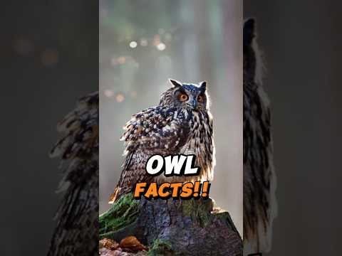 OWL | FUN Facts You Never Heard Of