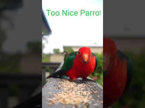 Parrot shorts video_too nice parrot#Shorts#Animals_Shorts#parrot_shorts