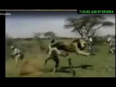 Lion attacking hunter, hunted lions kill a hunter, the lion is not so dead