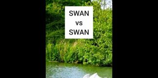 Swan vs Swan