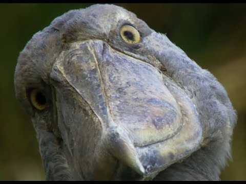(Closed Caption CC) SHOEBILL’S ANGRY! He’s Mistaken A Piece Of Stick For A Fish