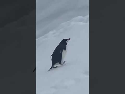 Penguin climbing snowy hill