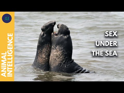 Submarine sex: how do animals mate in the sea? | AI | Full Documentary