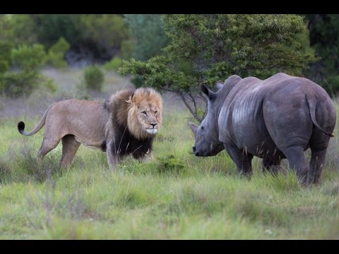 rhino vs lion killer